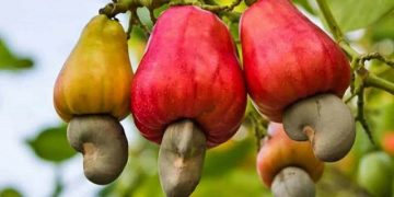 Cajou au Burkina Faso : le prix d&rsquo;achat de la noix de cajou brute fixé à 385 FCFA/Kg pour 2025