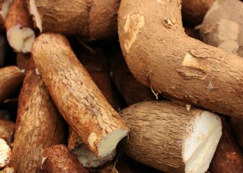 L’Afrique fournit plus de 65% de la production mondiale de manioc