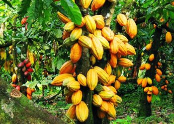 Côte d’Ivoire : la production de cacao en chute libre