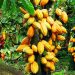 Côte d’Ivoire : la production de cacao en chute libre
