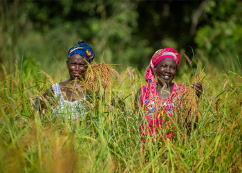 Nigeria : Un financement japonais de 80 millions USD pour renforcer la résilience agricole