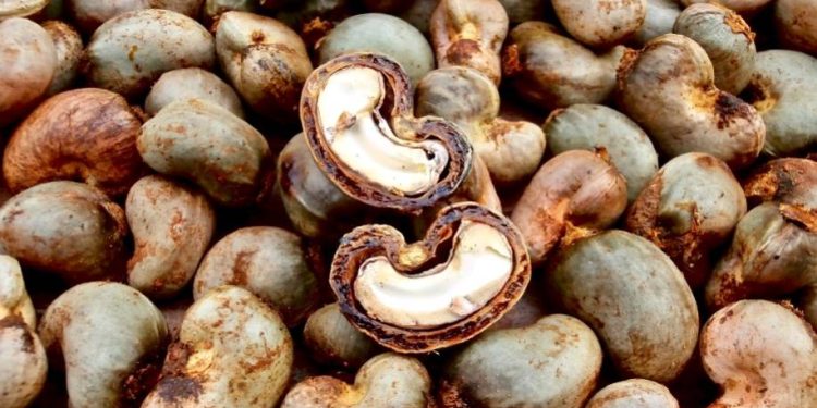 Burkina Faso interdit l’exportation de la noix brute de cajou pour renforcer l’industrie locale