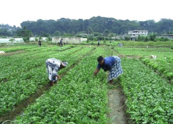 Chine va investir 5 Milliards FCFA pour un Centre de Formation Agricole au Gabon