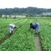 Chine va investir 5 Milliards FCFA pour un Centre de Formation Agricole au Gabon