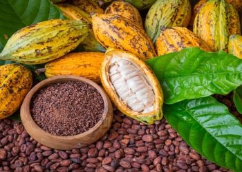 Cacao Ghanéen : Comment Sauver une Filière en Crise