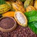 Cacao Ghanéen : Comment Sauver une Filière en Crise