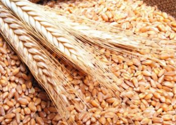 La Tunisie achète environ 100 000 tonnes de blé tendre