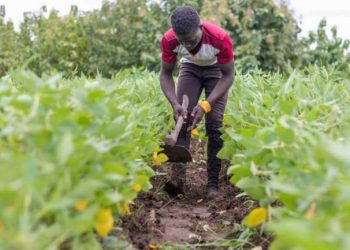 Agriculture au Togo en 2025 : Enjeux et Progrès