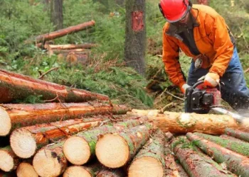 Guinée : Suspension temporaire de la coupe et du transport de bois pour préserver les forêts