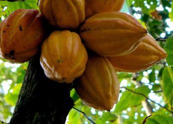 Hausse des prix du cacao : l’Afrique de l’Ouest sous pression climatique