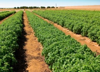 Souveraineté alimentaire : l’horticulture sénégalaise en route vers la professionnalisation