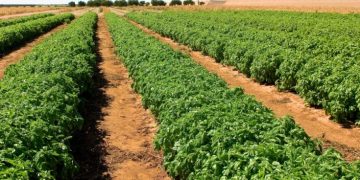 Souveraineté alimentaire : l’horticulture sénégalaise en route vers la professionnalisation