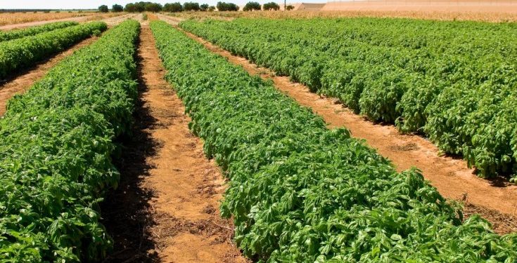 Souveraineté alimentaire : l’horticulture sénégalaise en route vers la professionnalisation