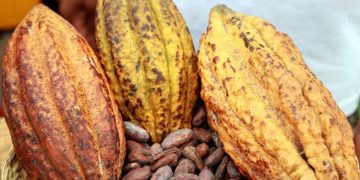 Cacao au Cameroun : 1 200 milliards FCFA de revenus pour les producteurs en 2024-2025