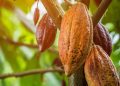 Cacao Cameroun : des prix entre 3 200 et 5 400 FCFA le kg annoncés pour 2025-2026