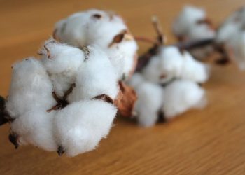 Togo – Coton : malgré 6,4 milliards FCFA à la NSCT, les producteurs sombrent dans la misère