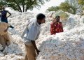Côte d’Ivoire : Le prix du coton maintenu à 310 FCFA/kg malgré la baisse de production