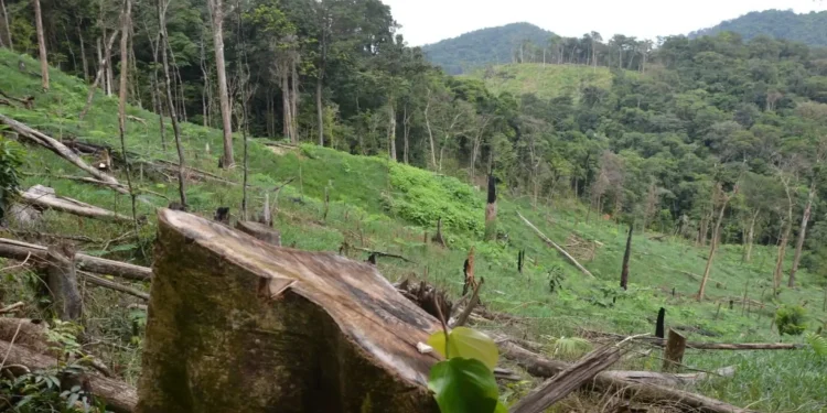 FAO : lancement imminent de la plateforme Solutions-tree contre la déforestation en Afrique