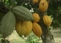 Ghana : hausse de 62% du prix du cacao à la production, un signal fort pour l’Afrique de l’Ouest