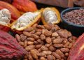 Cacao : le Ghana maintient les prêts syndiqués malgré une hausse record de 62 % du prix à la production