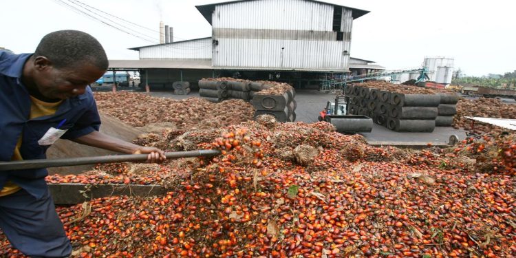 PALMCI : 7,93 milliards FCFA de dividendes distribués aux actionnaires
