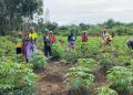 Liberia : une banque agricole nationale en préparation