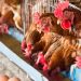 Filière avicole: une taxe de 18% en Côte d’Ivoire