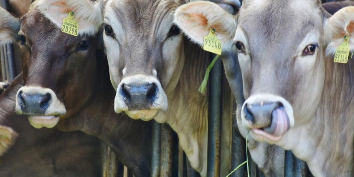 Botswana : suspension des importations animales du Zimbabwe