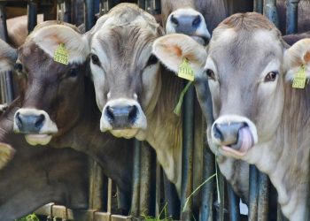 Botswana : suspension des importations animales du Zimbabwe