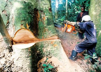 Cameroun : baisse de la redevance forestière pour une gestion durable