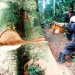 Cameroun : baisse de la redevance forestière pour une gestion durable