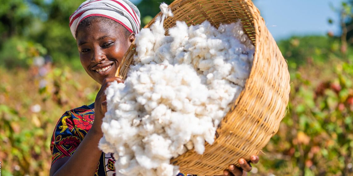 Guinée : la filière coton cherche un second souffle économique