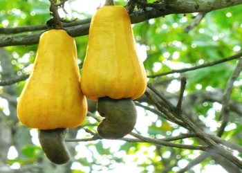 Anacarde : le Kenya lance un plan de relance