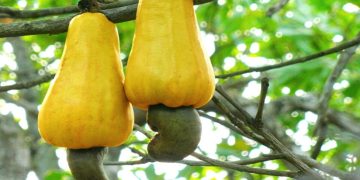 Anacarde : le Kenya lance un plan de relance