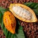 Cacao : 300 FCFA/kg en moins sur le prix au Cameroun