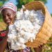 Coton : le Bénin, leader ouest-africain avec 647 290 tonnes