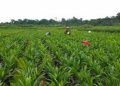 Cameroun : 33,2 mds Fcfa pour 4 projets verts