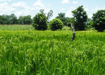 Burkina Faso : 215,9 M$ pour transformer le secteur agricole