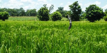 Burkina Faso : 215,9 M$ pour transformer le secteur agricole