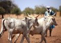 Togo : validation du plan de gestion de la transhumance 2026-2030