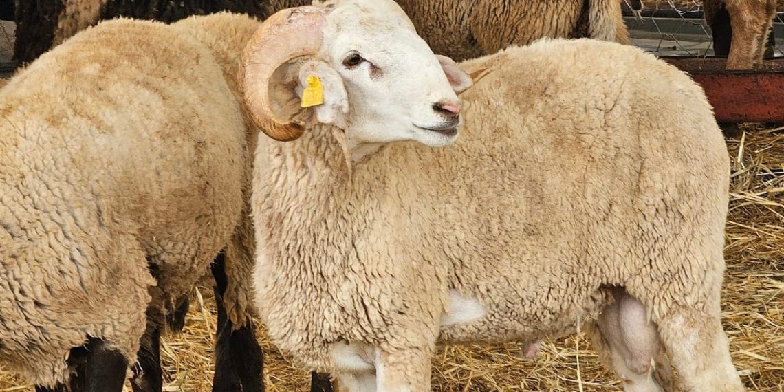 Aïd al-Adha 2026 : le Kenya veut exporter des moutons vers l’Algérie