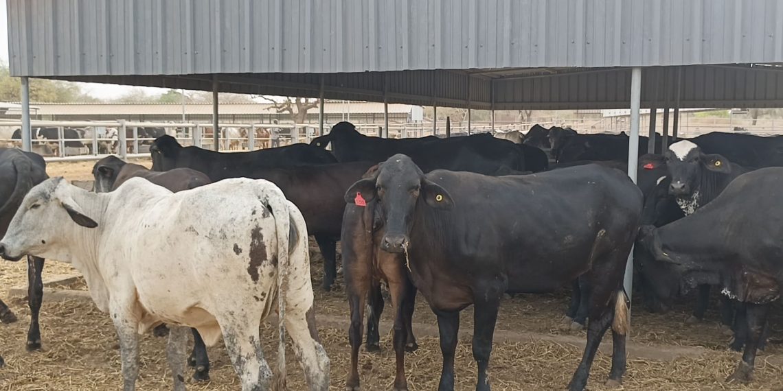 Burkina Faso : 710 vaches brésiliennes pour booster le lait