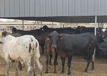 Burkina Faso : 710 vaches brésiliennes pour booster le lait
