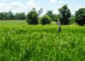 Guinée : campagne agricole 2026-2027 pour la souveraineté