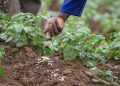 Afrique : l’urgence d’agir face à la pénurie d’engrais