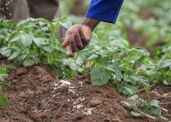 Afrique : l’urgence d’agir face à la pénurie d’engrais