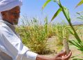 Soudan : 87 M$ pour relancer la sécurité alimentaire
