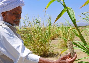 Soudan : 87 M$ pour relancer la sécurité alimentaire