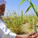 Soudan : 87 M$ pour relancer la sécurité alimentaire