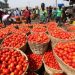 Burkina Faso : reprise des exportations de tomates fraîches